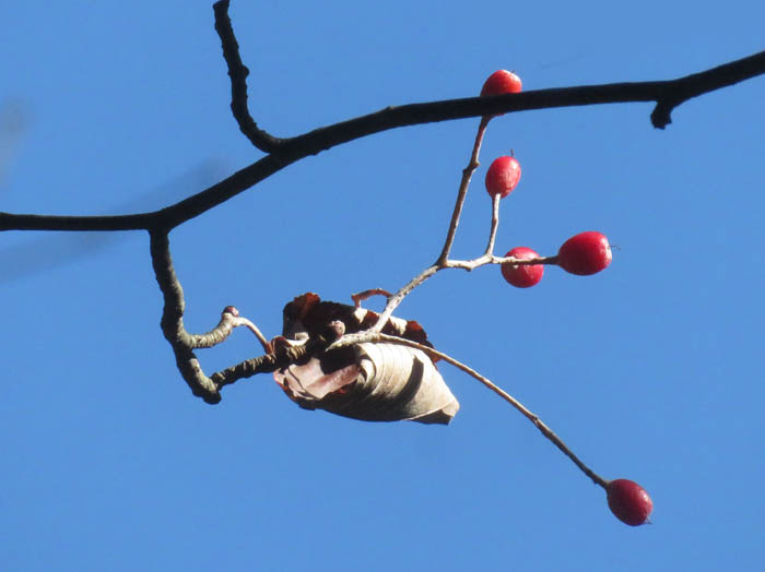 photo5ウラジロノキ