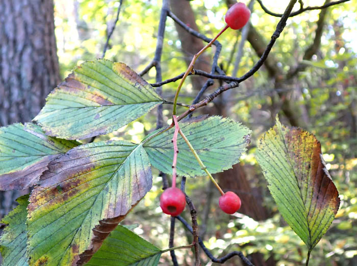 photo6アズキナシ