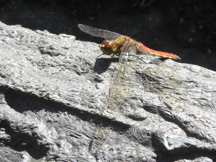 photo赤トンボ