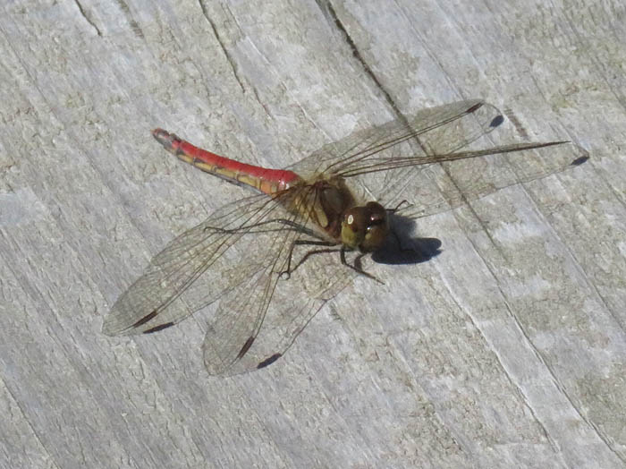 photo赤トンボ