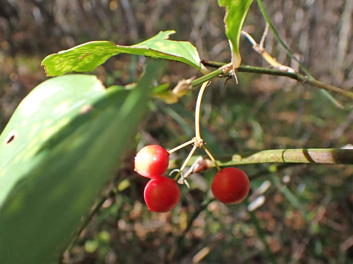 photo8サルトリイバラ