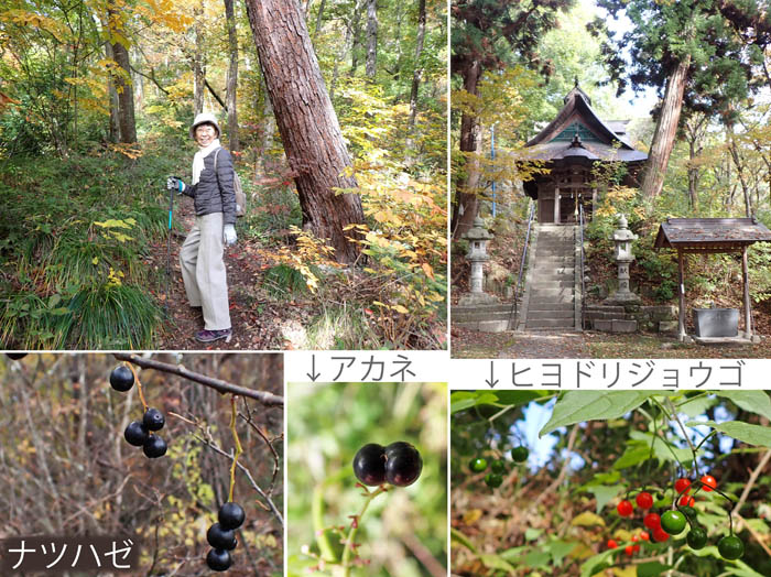photo1駒弓神社から登る,ナツハゼ実,アカネ実,ヒヨドリジョウゴ実