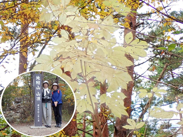 photo11白葉のコシアブラ