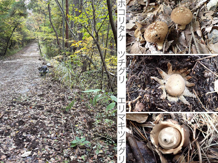 photo12チャダイゴケを探しているけれど