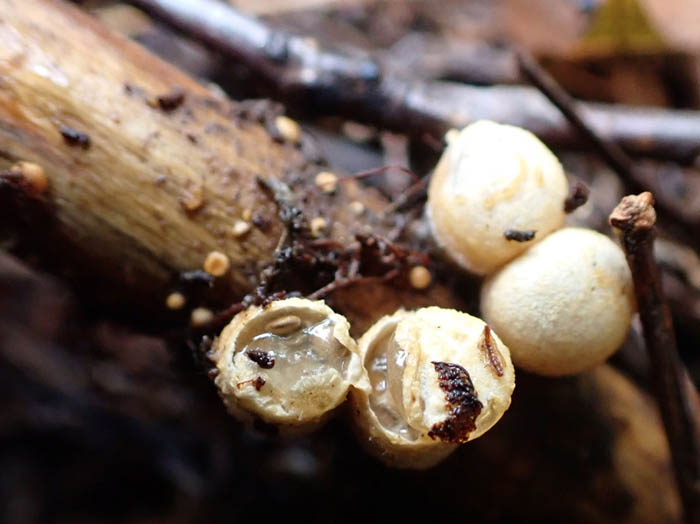 photoコチャダイゴケ