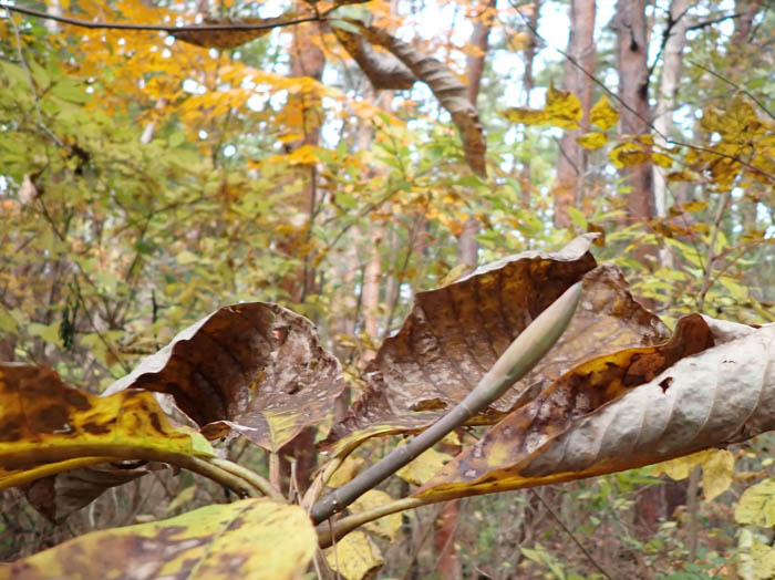 photoホオノキ冬芽
