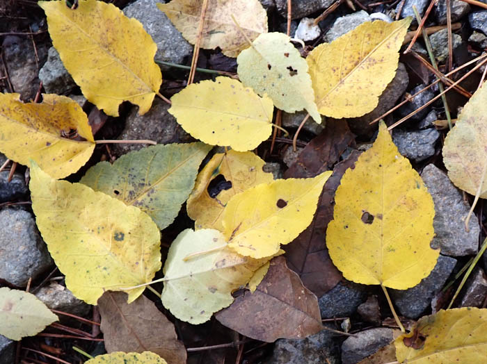 photoウリカエデ落ち葉