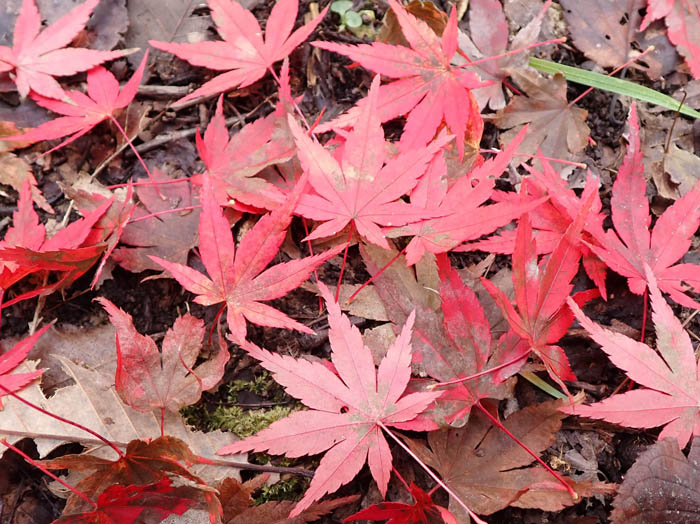 photoイロハモミジ落ち葉