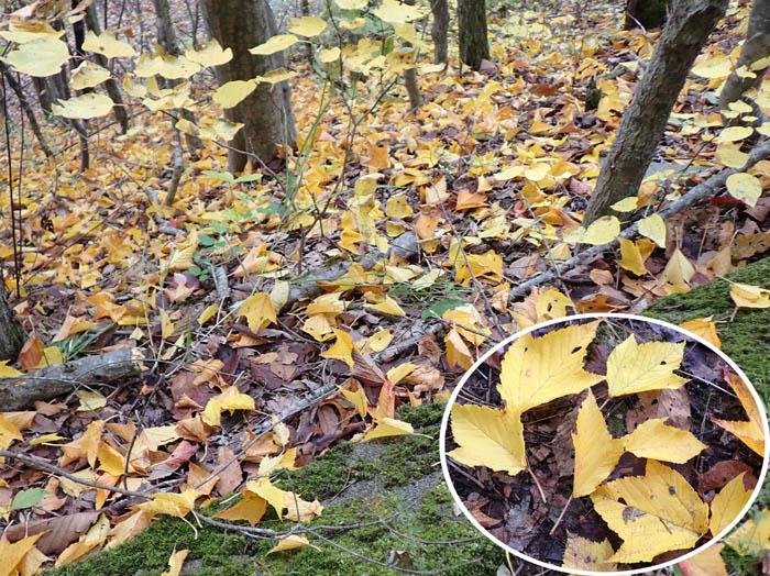 photo3ウリハダカエデ落ち葉