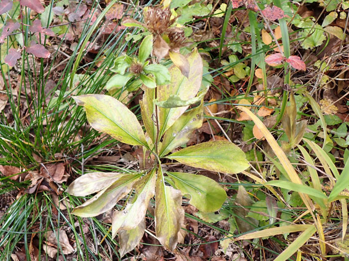 photoオケラ単葉