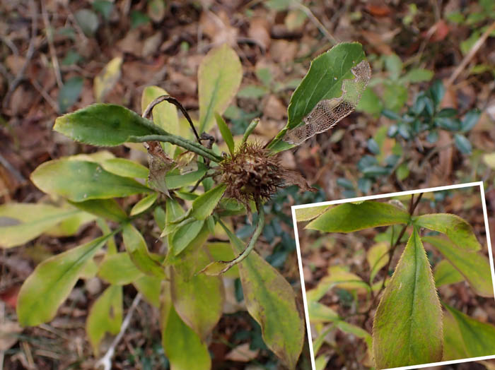 photoオケラ葉が３裂