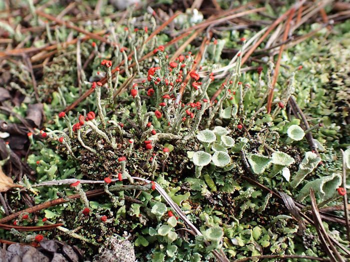 photo7コアカミゴケらしい（地衣類）