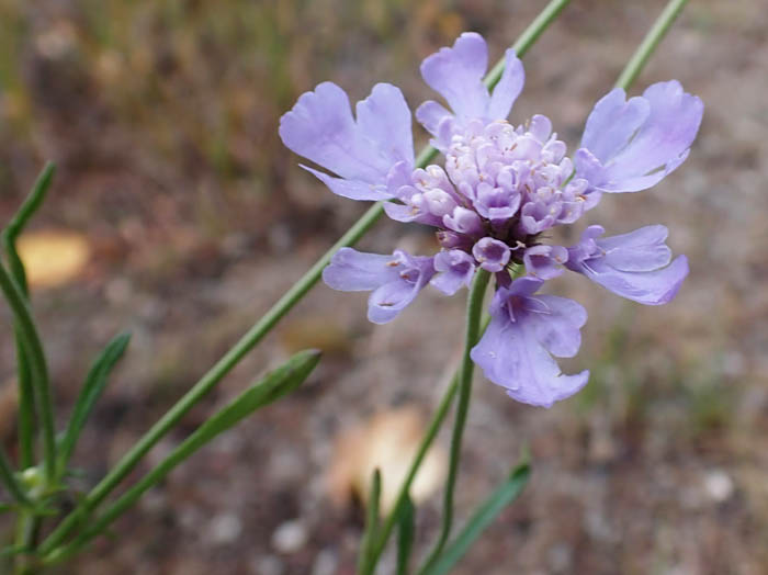 photoマツムシソウ