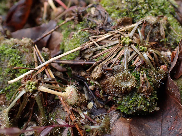 photoモウセンゴケ