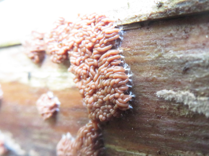 photo：粘菌　コウツボホコリ？・地附山