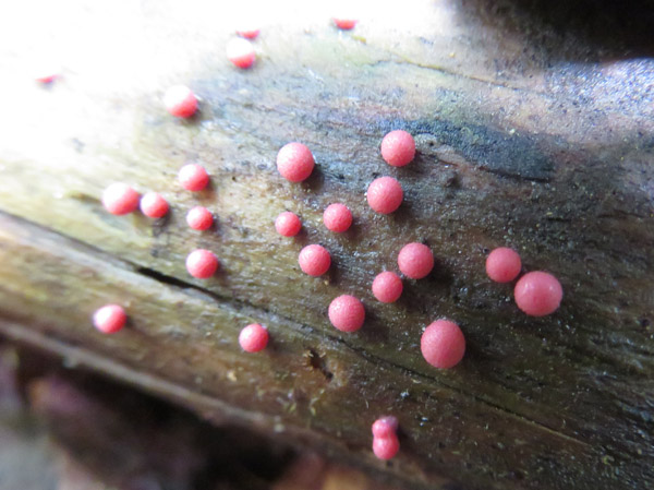 photo：粘菌　マメホコリ？・地附山