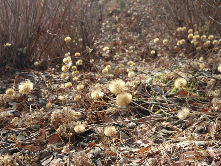 センボンヤリの群生