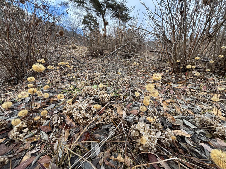 センボンヤリの群生