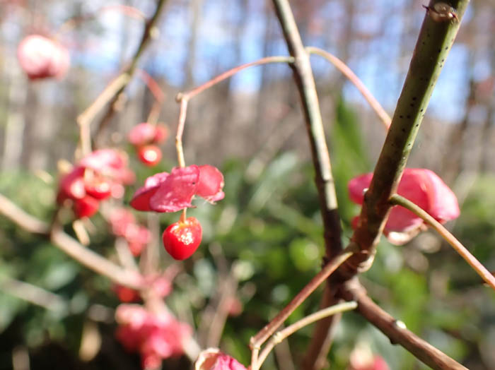 photoユモトマユミ実