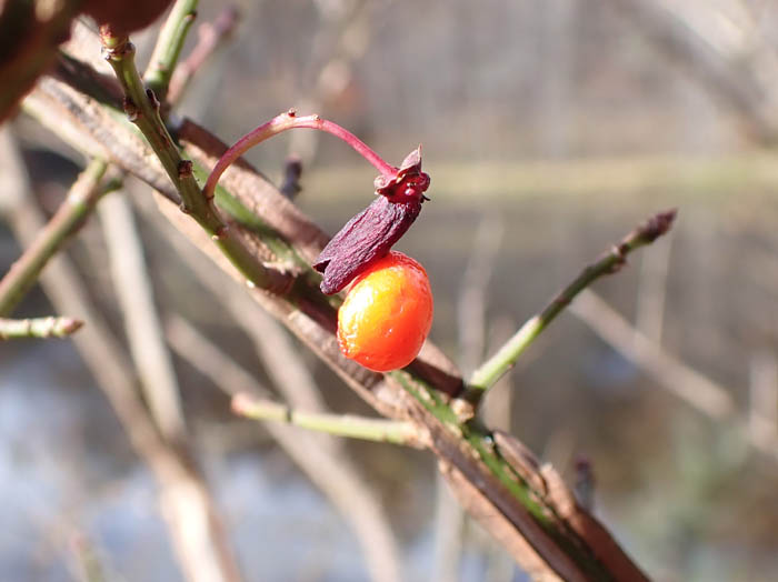 photoニシキギ実