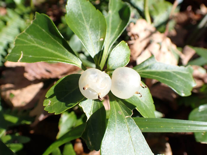 photoフッキソウ実