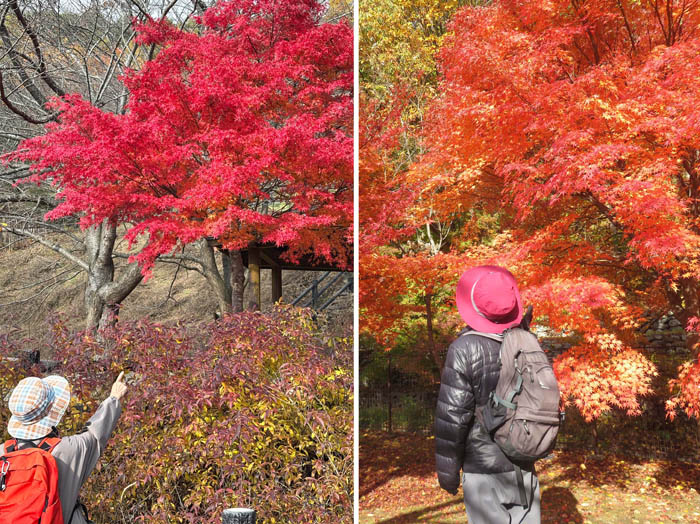 photo1公園は紅葉真っ盛り