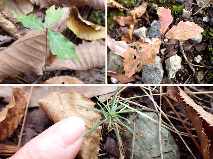 photo10小さな芽吹きも紅葉