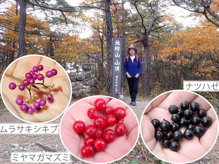 photo12木の実,ムラサキシキブ,ミヤマガマズミ,ナツハゼ