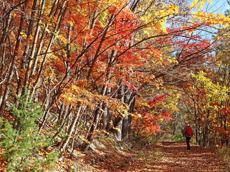 photo13もみじのトンネル