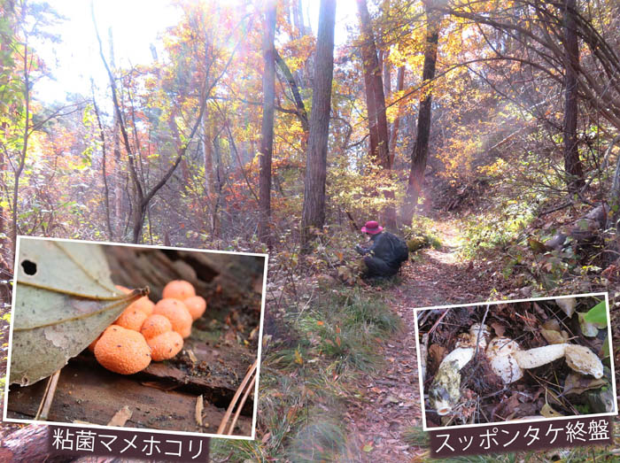 photo4自然観察は楽しい