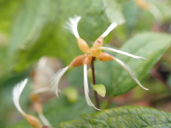 photoボタンヅル