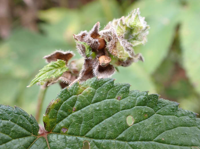 photoカナムグラ