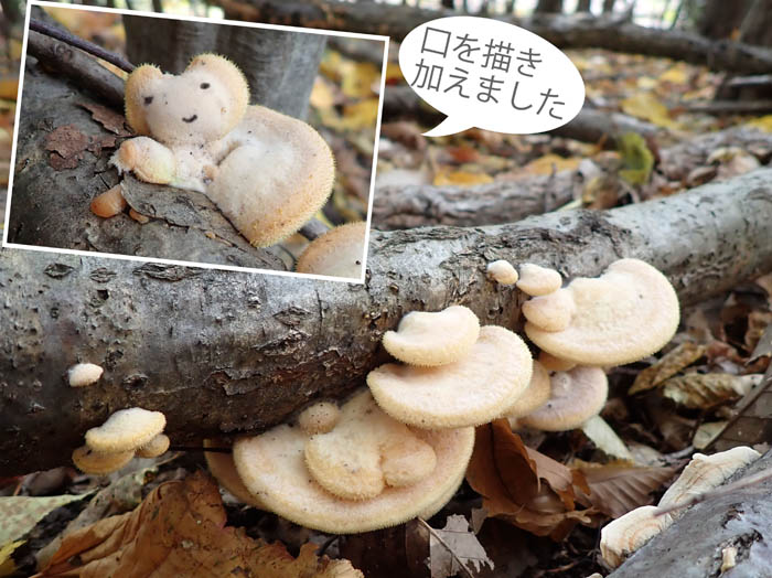 photo9ぬいぐるみのようなキノコ