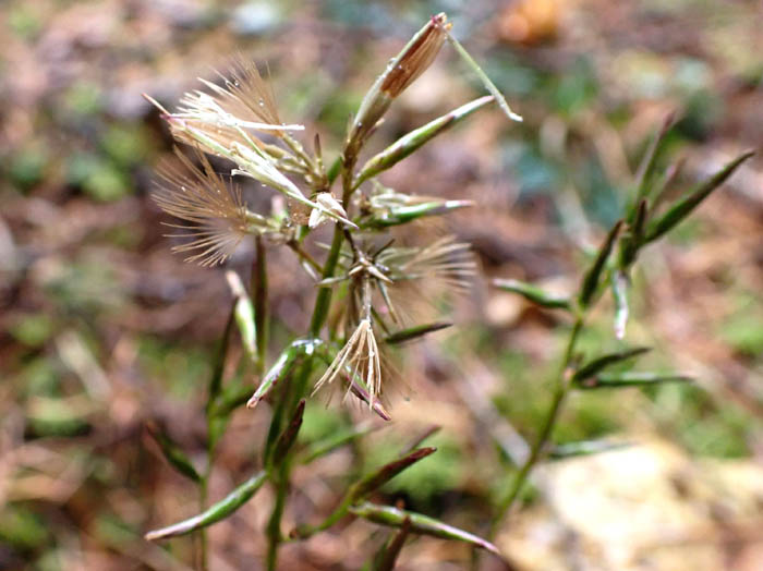 photo10キッコウハグマの実