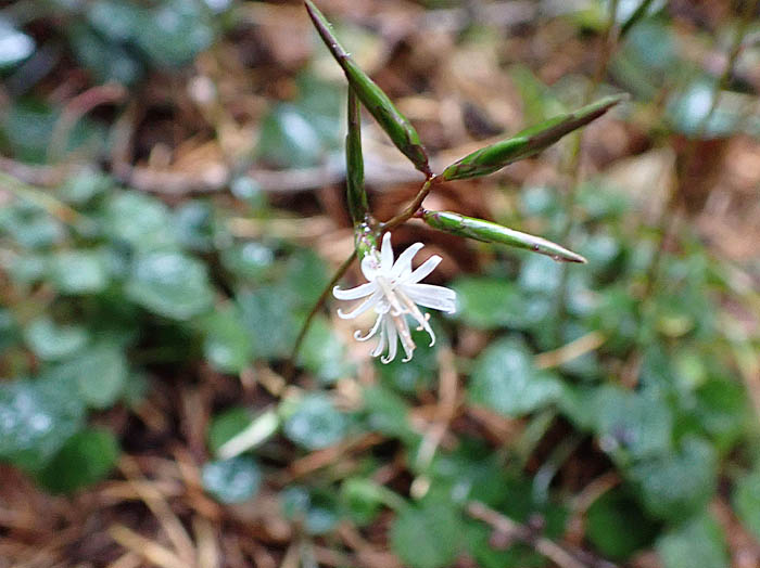 photo12閉鎖花も多いキッコウハグマ