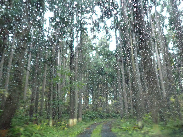 photo3雨の桝形山登山道