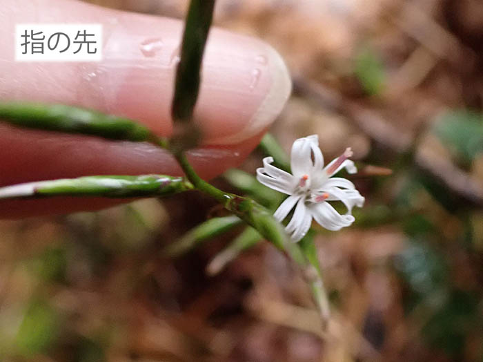 photo8とっても小さいキッコウハグマ