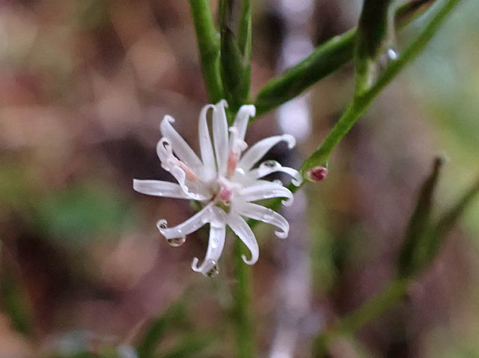 photo9雨に濡れるキッコウハグマ