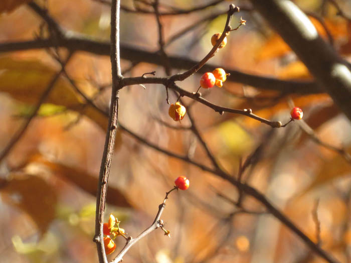 photoツルウメモドキ