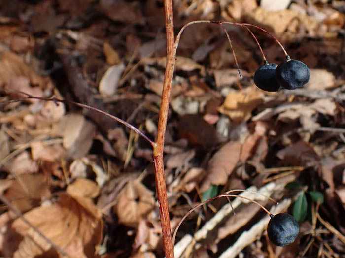photoミヤマナルコユリ