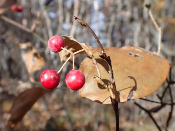 photoサルトリイバラ