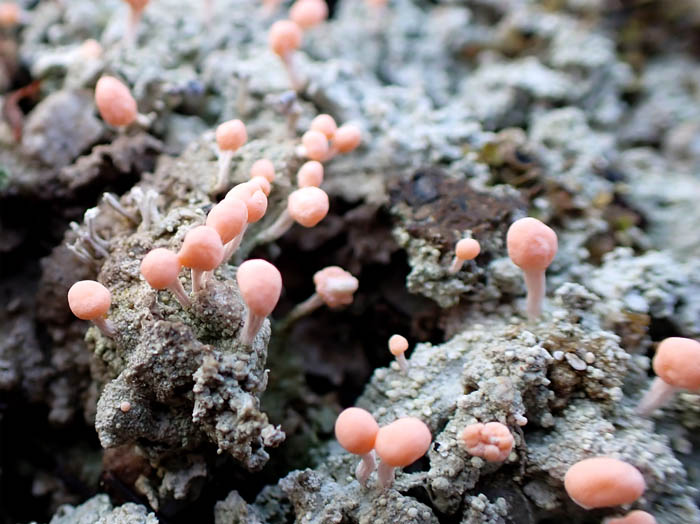 photo10センニンゴケは地衣類