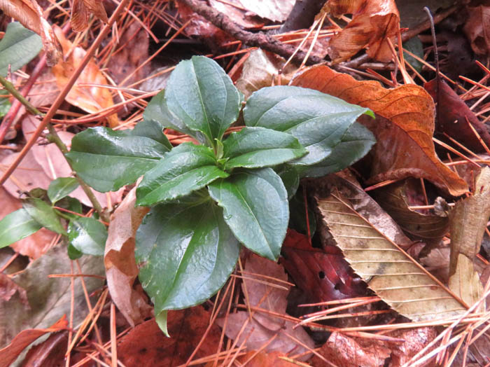 photoツルリンドウ