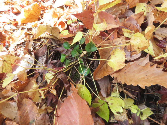 photoタチツボスミレ