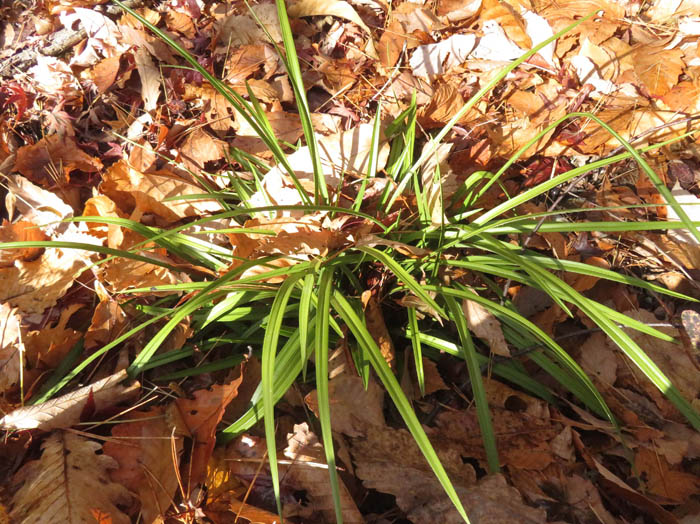 photoシュンラン