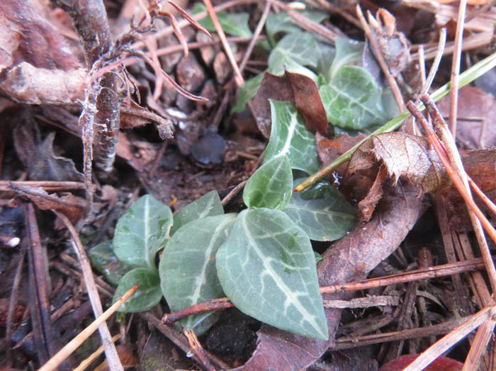 photoミヤマウズラ