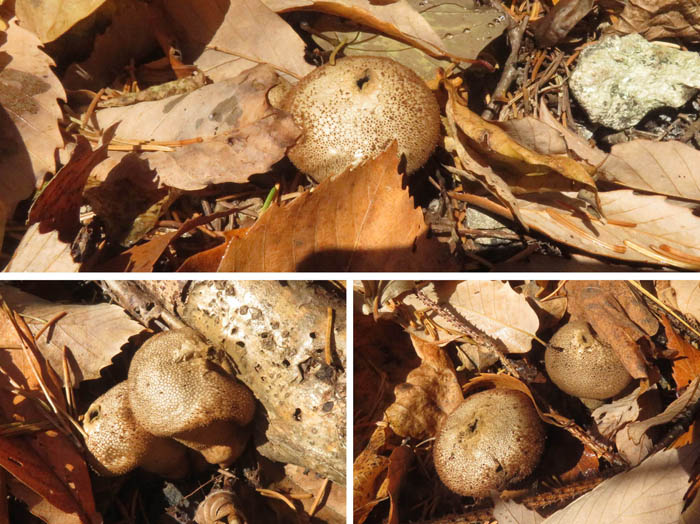 photoホコリタケ終盤