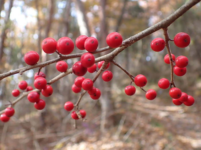 photoウメモドキ