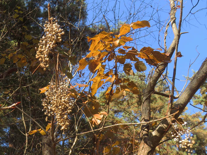 photoヤマウルシ