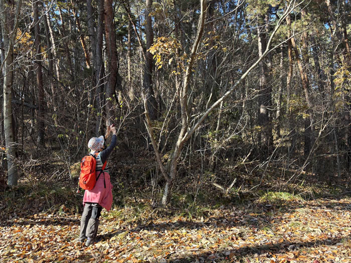 photo6木の実を撮影
